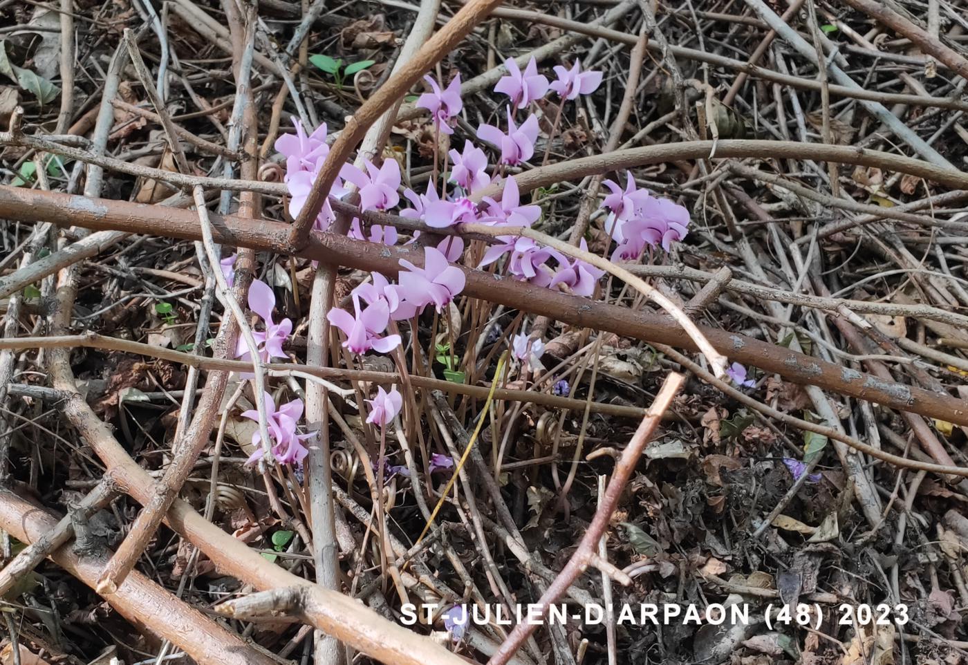 Cyclamen, Ivy-leaved plant